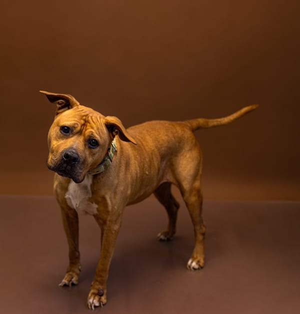 Photo of Hercules, adoptable senior Staffordshire Bull Terrier cross in Lawrenceville, Georgia