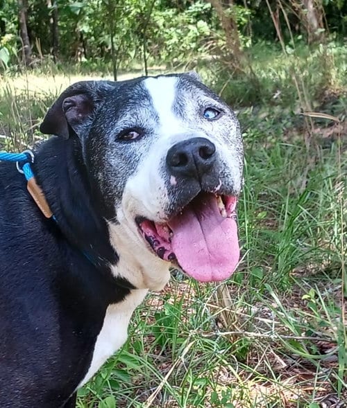 Photo of Dolly, adoptable senior Pit Bull Terrier in Crescent City, Florida