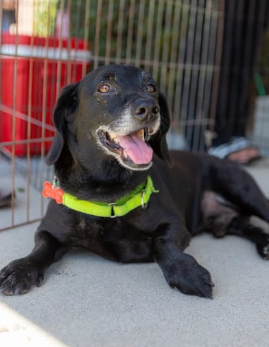Photo of Sully, adoptable senior Dachshund in San Diego, California