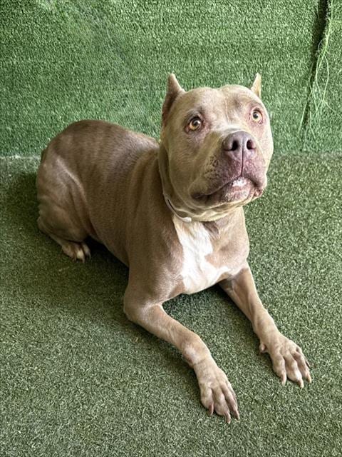 Photo of Holly, adoptable senior American Bulldog in Lancaster, California