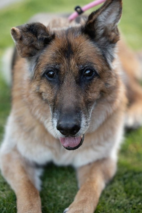 Photo of Molly, adoptable senior German Shepherd Dog in Temecula, California