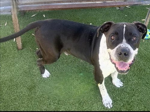 Photo of Dr Pepper, adoptable senior American Staffordshire Terrier in Los Angeles, California