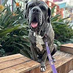 Photo of Zen, adoptable senior Neapolitan Mastiff Mastiff in Boulder, Colorado