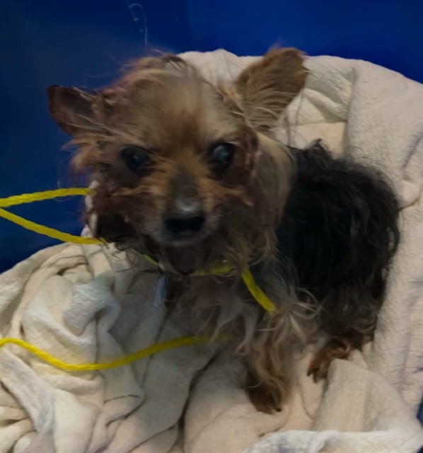 Photo of Prince Coston, adoptable senior Mixed Breed