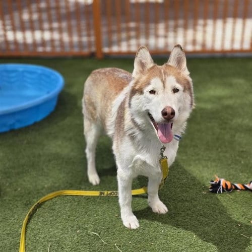 Photo of Balto, adoptable senior Husky in Las Vegas, Nevada