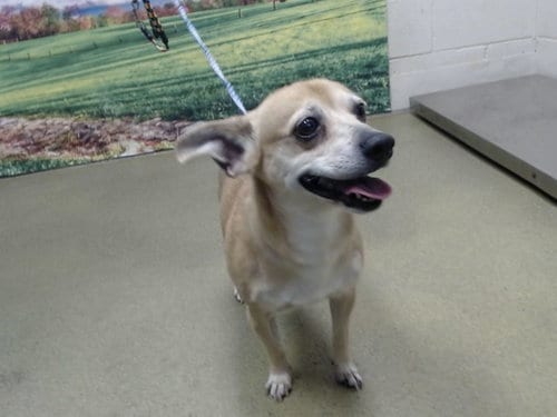 Photo of Ms. Cathy, adoptable senior Chihuahua in Moreno Valley, California