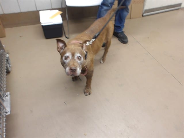 Photo of Chocolate, adoptable senior American Pit Bull Terrier in Chicago, Illinois