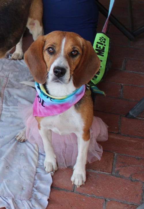 Photo of Tika, adoptable senior Beagle in Tucson, Arizona