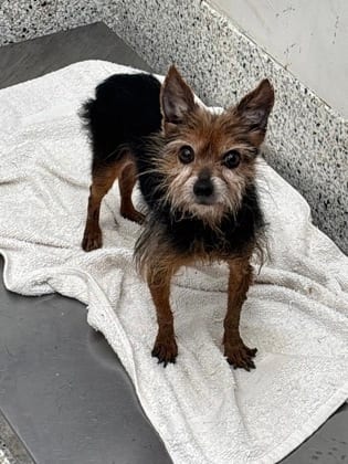 Photo of Haven, adoptable senior dog in Atlanta, Georgia