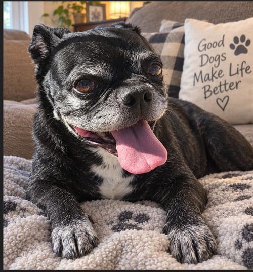 Photo of Ollie, adoptable senior Pug in Albuquerque, New Mexico
