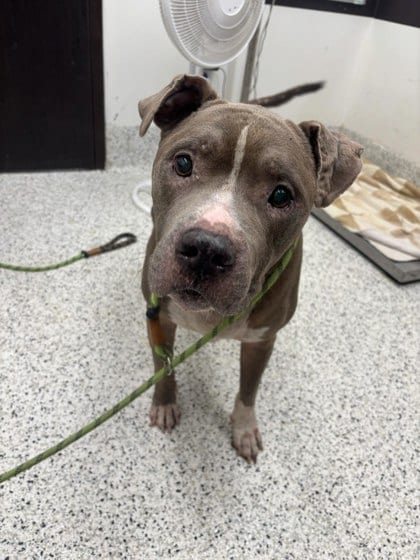 Photo of Rock, adoptable senior dog in Atlanta, Georgia