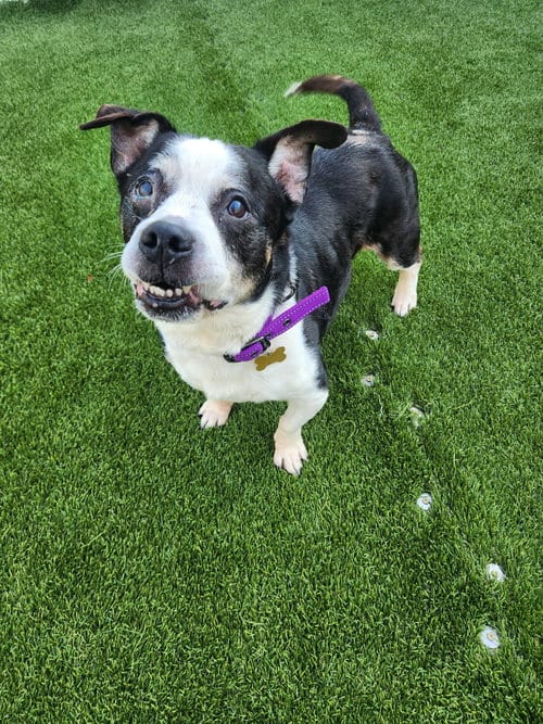 Photo of Charlie, adoptable senior Terrier in Cedar Rapids, Iowa