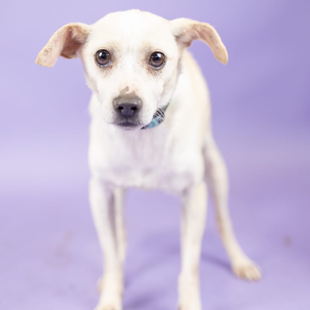 Photo of Blue, adoptable senior Chihuahua in Portland, Oregon