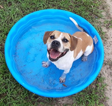 CATO, adoptable senior Labrador Retriever in Green Cove Springs, FL