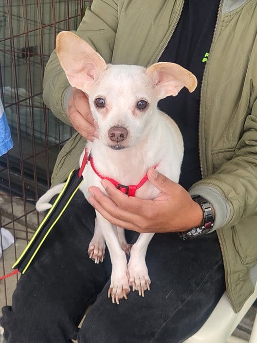 Photo of Cain, adoptable senior Chihuahua in Dallas, Texas