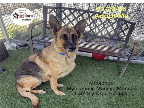Photo of Marilyn Monroe, adoptable senior German Shepherd Dog in Los Angeles, California