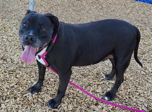 Photo of Oso, adoptable senior American Pit Bull Terrier in Albuquerque, New Mexico