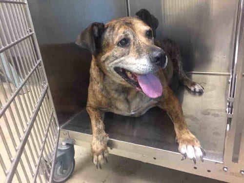 BRIDGET, adoptable senior Boxer in Norman, OK