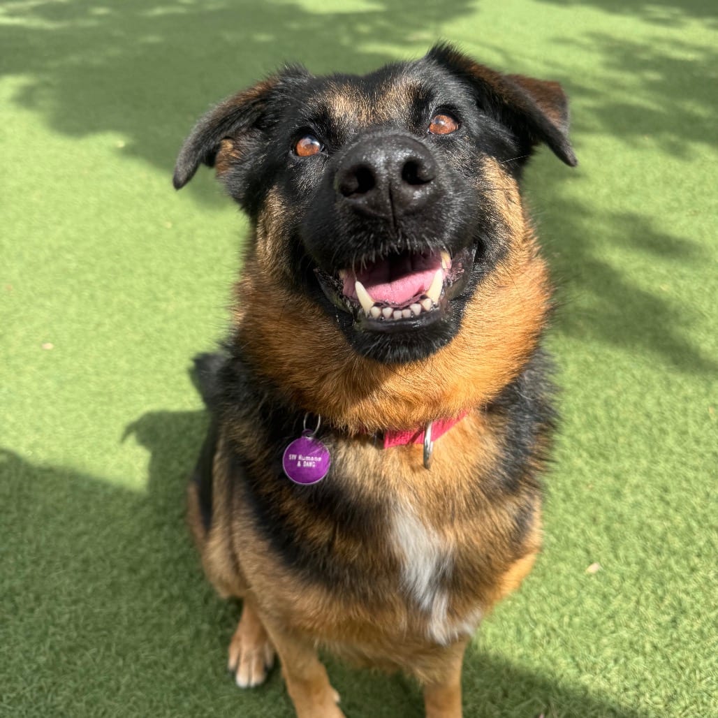 Photo of Hazel, adoptable senior Shepherd, German / Mixed Breed (Medium) in Buellton, California