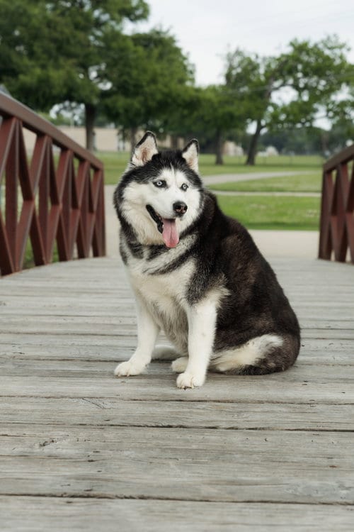 Photo of Mia, adoptable senior Siberian Husky in Carrollton, Texas