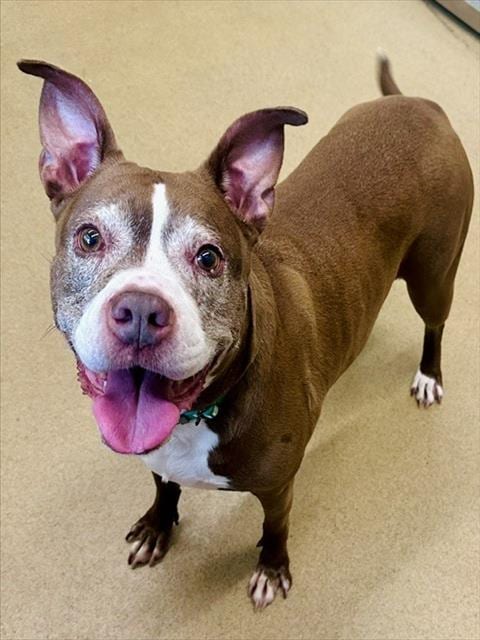 Photo of Coco, adoptable senior American Pit Bull Terrier in Derwood, Maryland