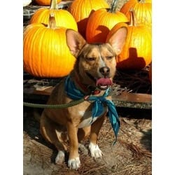 Photo of Scrappy, adoptable senior Pembroke Welsh Corgi Chihuahua in Irmo, South Carolina