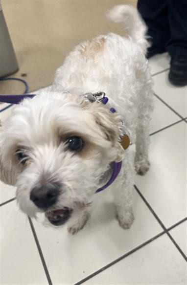 Photo of Roy, adoptable senior Maltese in Derwood, Maryland
