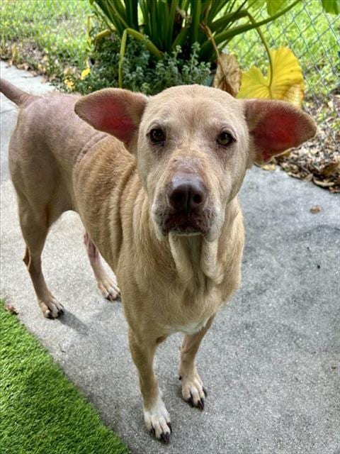 Photo of Katrina, adoptable senior Labrador Retriever in Fort Myers, Florida