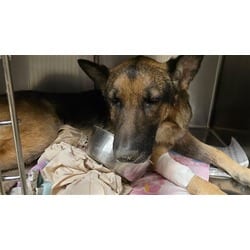 Photo of Dan, adoptable senior German Shepherd Dog in Jurupa Valley, California