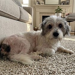 Photo of Barney, adoptable senior Terrier (Unknown Type, Small) in Pittsfield, Illinois