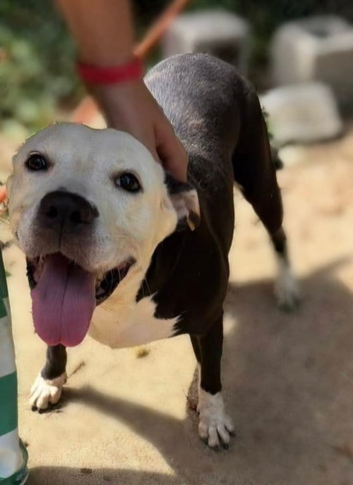 Photo of Lawsey Mae, adoptable senior American Staffordshire Terrier in Jackson, Mississippi