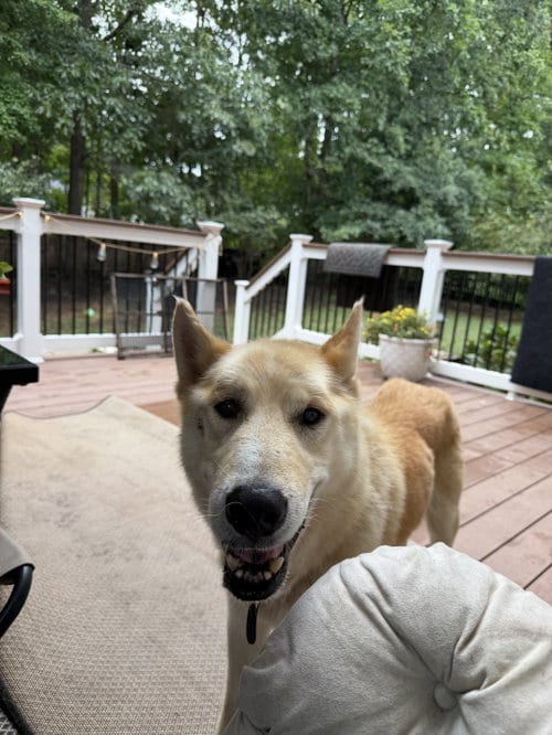 Photo of Nico 7333, adoptable senior German Shepherd Dog in Centreville, Virginia
