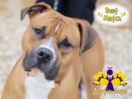 Photo of Beaux, adoptable senior dog in Georgetown, Texas