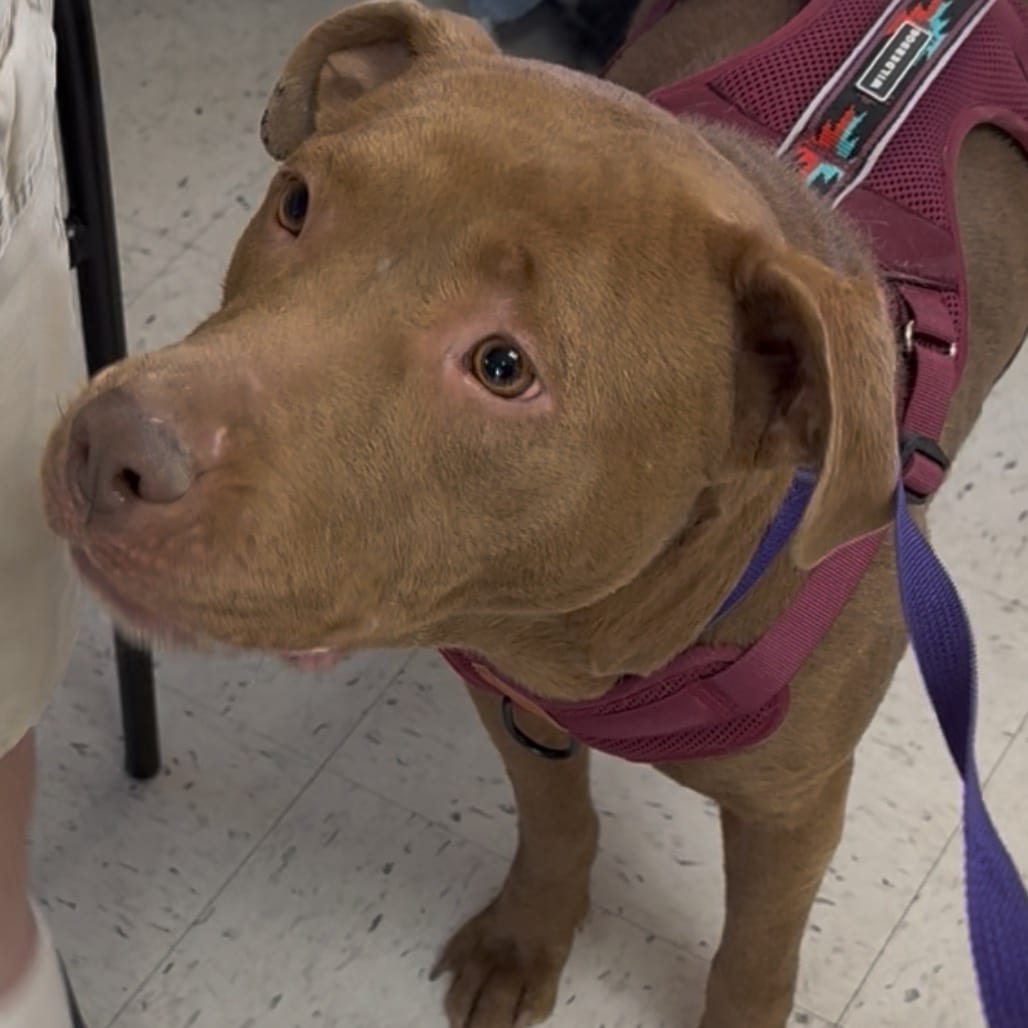 Photo of Lola (Gilda), adoptable senior Terrier, American Pit Bull / Retriever, Labrador in Weatherford, Texas