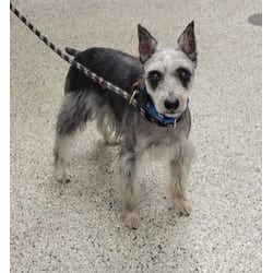 Photo of Zeke, adoptable senior Schnauzer (Miniature) in Kansas City, Missouri