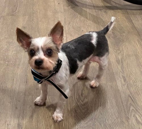 Photo of Benji, adoptable senior Biewer in North Babylon, New York