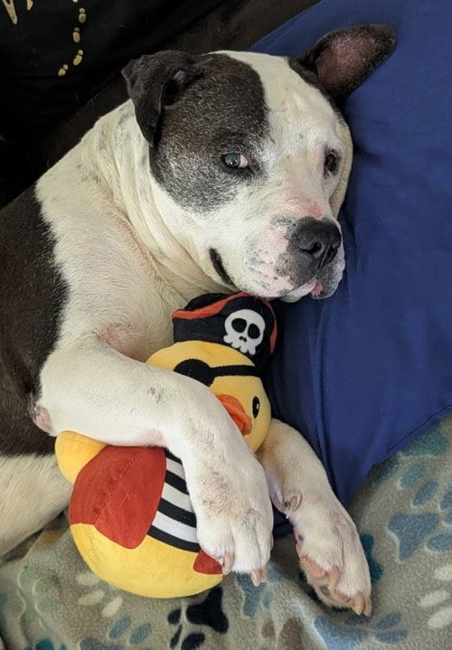 Photo of Meatball, adoptable senior Pit Bull Terrier in The Woodlands, Texas