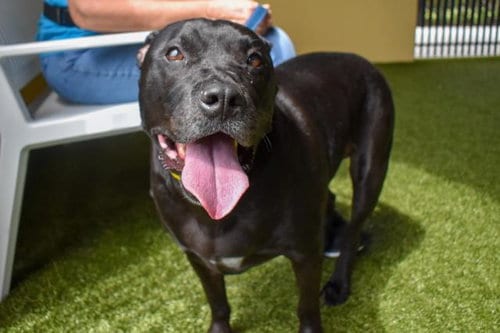 Photo of Nova Lee, adoptable senior Pit Bull Terrier in West Palm Beach, Florida