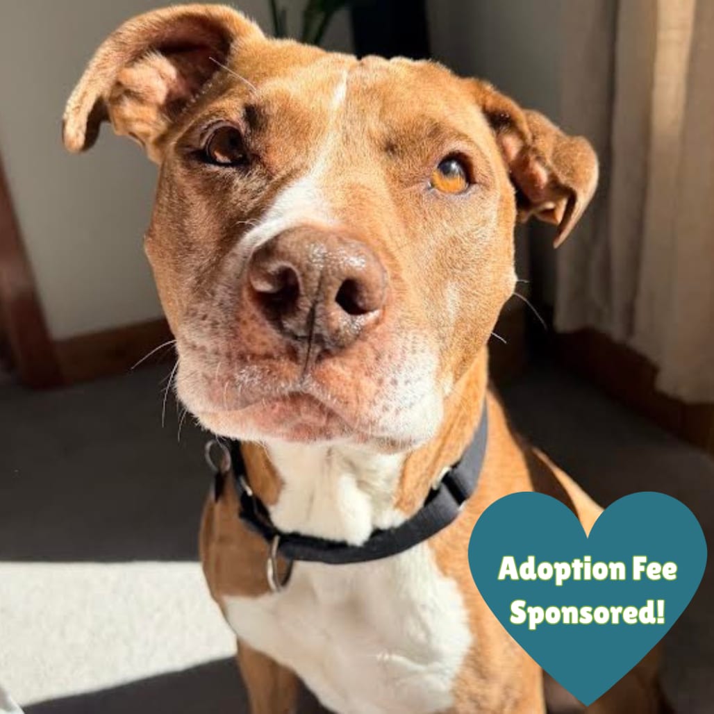 Photo of Callie, adoptable senior Terrier, American Pit Bull in Glenwood Springs, Colorado