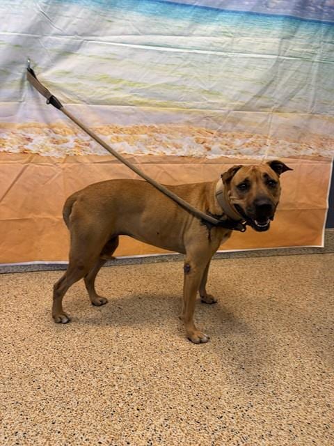 Photo of Crystal, adoptable senior American Bulldog in Miami, Florida