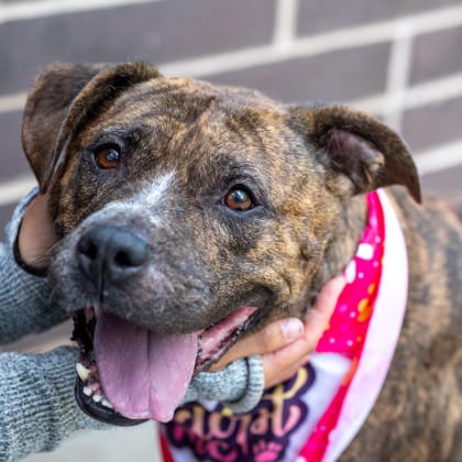 Photo of Iva-Jean, adoptable senior dog in Chamblee, Georgia