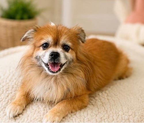 Photo of Robin, adoptable senior Pomeranian in Margate, Florida
