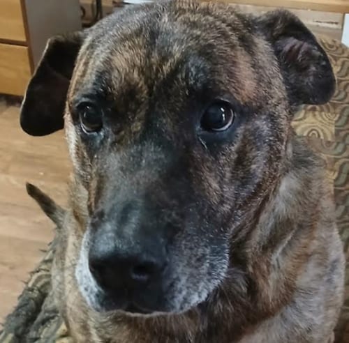 Photo of Lola, adoptable senior Shepherd in Atlanta, Georgia