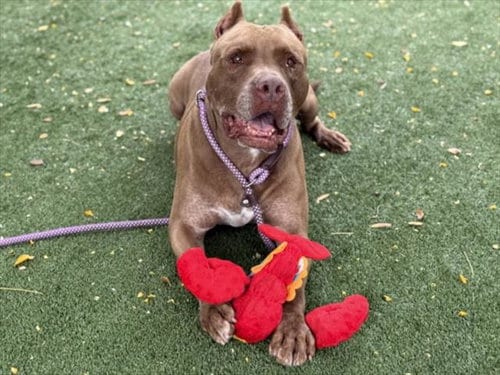 Photo of Copper, adoptable senior Pit Bull Terrier in Chatsworth, California