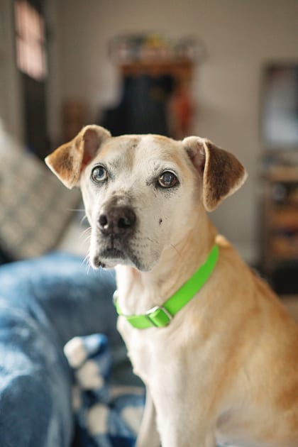 Photo of Freckles, adoptable senior dog in Atlanta, Georgia