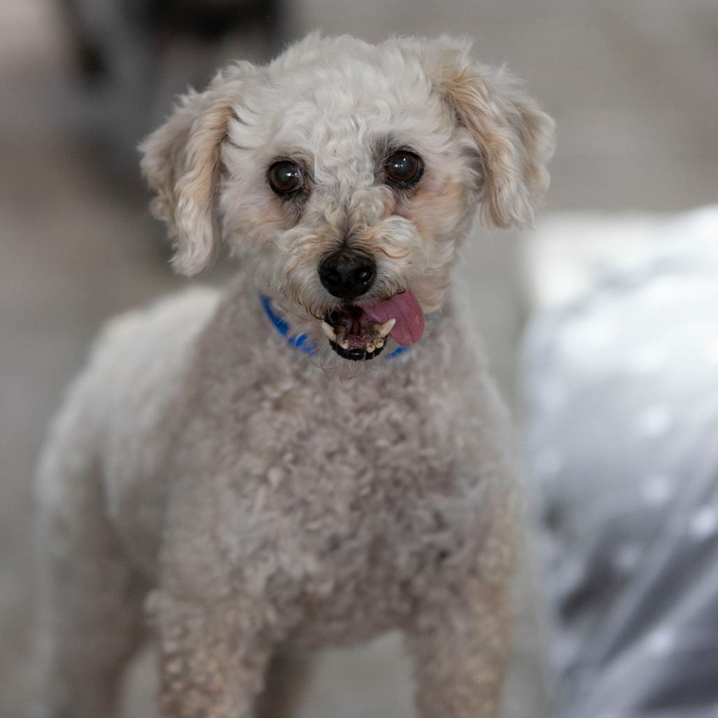 Photo of Luca (AG26-113), adoptable senior Poodle, Miniature in Colorado Springs, Colorado
