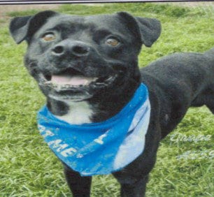Photo of Grape, adoptable senior English Mastiff in Hartselle, Alabama