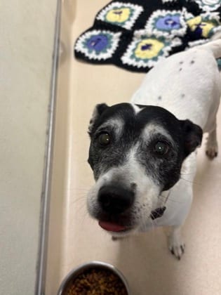 Photo of Lilly, adoptable senior Terrier, Jack Russell/Mix in Raeford, North Carolina