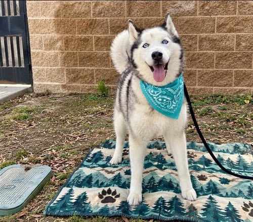 Photo of Coco, adoptable senior Siberian Husky in Orange, California