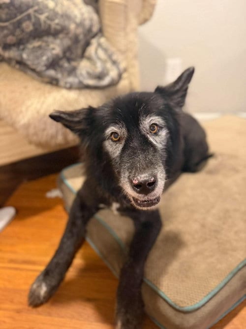 Photo of Shelby, adoptable senior German Shepherd Dog in Mcclellanville, South Carolina
